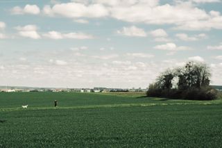 A man jogging with his dog between fields after a small grove and a city in the background