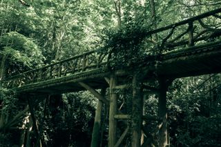 A wooden bridge covererd with moss deep in a dense forest