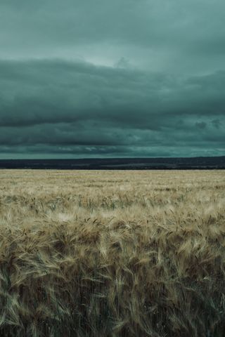 Yellow field of crops under a stormy weather