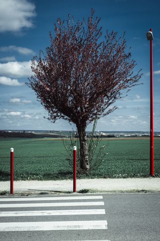 A picture of a crosswalk with a blooming tree, a red street lamp, a growing field of crops on the other side of the road on a sunny day