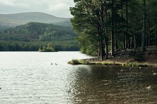 Shore of a loch with a view to the loch on the left side and a woody shore on the right side