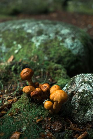 Close up on mushrooms growing on a mossy rock