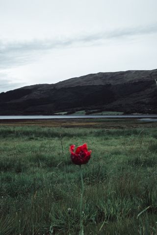 A single red flower in a vast plain of grass with a loch and a mountain in the background