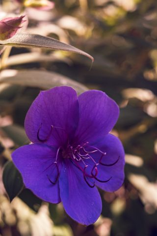 Purple flower with hook shaped stamens