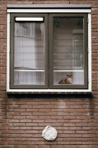 Picture of a window from a building made of red bricks. There's a white bunny molding below the window and a cat inside the apartment looking outside.