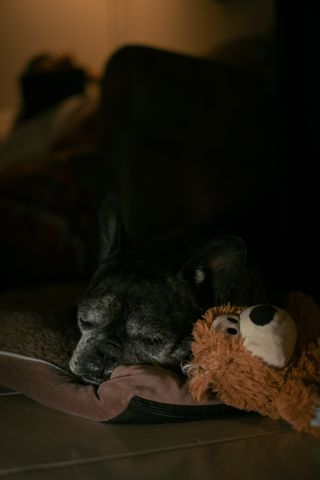 An old sleeping dog on its cushion near its plush