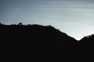 Backlight of a lone sheep on top of hill at sunset