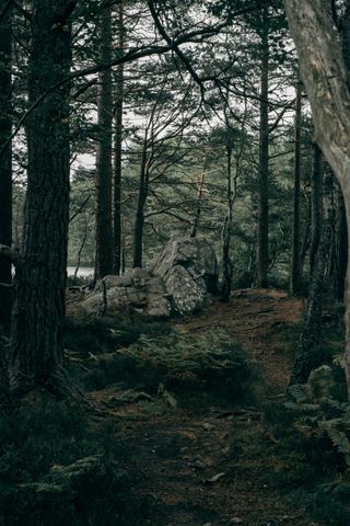 Hidden location in a forest near a loch with a big mossy stone in the middle
