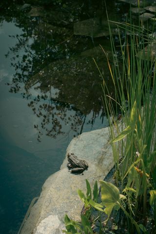 A frog next to a pond