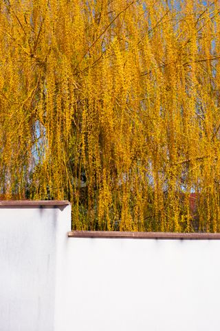 A white wall with a blooming yellow tree behind