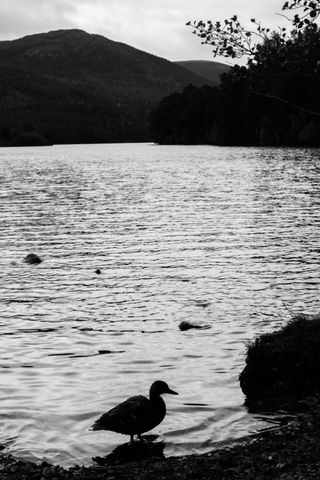 Backlight picture of a duck in a foreground and a lake and hills in the background