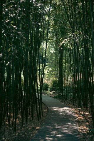 A path going through a bamboo forest