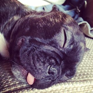 A sleeping puppy with its tongue out
