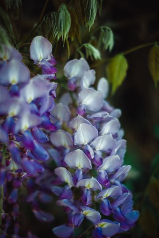 Close up on a wisteria blooming