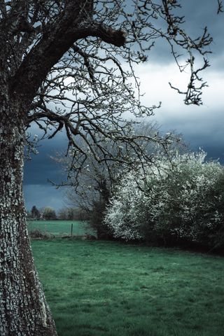 View of a garden of blooming trees in spring with a very menacing sky