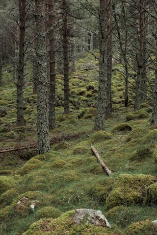 A pine forest completely covered with moss