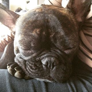 Close up on a sleeping dog