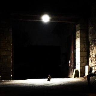 A cat in the night, in front of big open gates