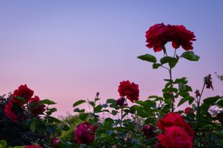 Red roses under a violet sky in the evening