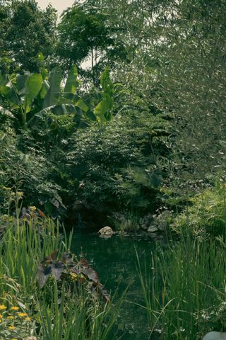 A small pond surrounded by a luxurious vegetation