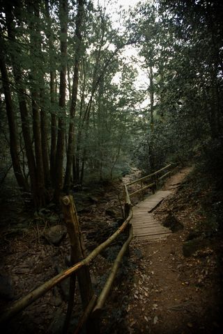 An old wooden path in a dense forest