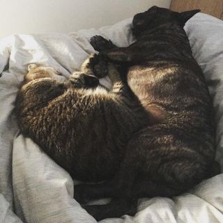 A cat and a dog napping together