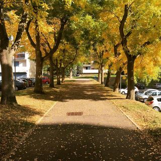 Footpath between yellow to orange trees during autumn