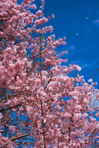 Close up on a blooming cherry tree with some petals being taken away by the wind