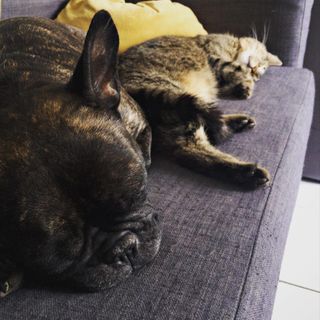 A cat and a dog napping together on a sofa