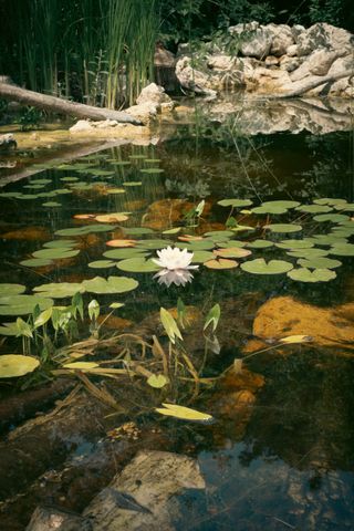 A lonely waterlily in a pond