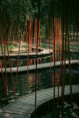 Inside a bamboo forest there's a wooden path snaking over a pond with tall red sticks coming out of it
