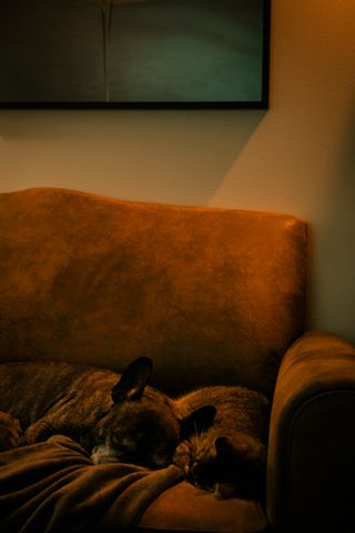 A dog and cat sleeping on a couch in a dimmed light