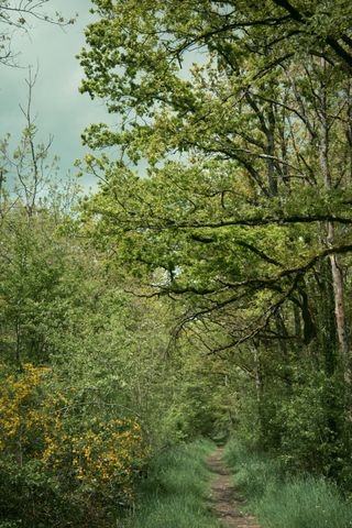 A path going deep in a forest with healthy trees and plants with yellow flowers on a cloudy day