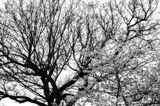 Black & white treetops, a bigger one with a few leaves growing and a smaller one with blooming flowers