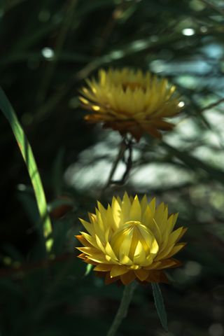 Close up on a blooming yellow flower with an already bloomed flower in the background
